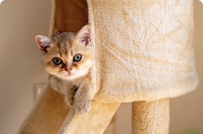 Комната Эконом плюс