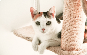 Комната Эконом плюс