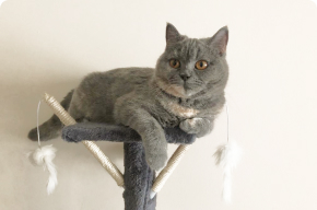 Комната Комфорт