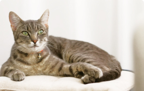 Комната Эконом плюс