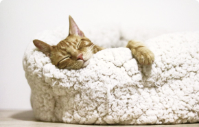 Комната Сьют