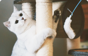 Комната Сьют